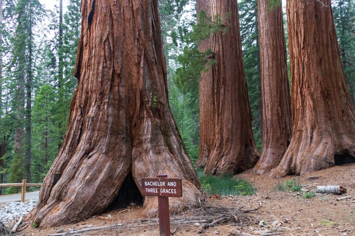 Sequoia Stargazing and Ranger-Led Giant Forest Walks in California